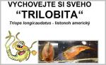 e-shop zdarma